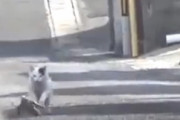 【動画】オオトカゲを追いかける猫、牧歌的だと話題に
