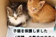 「子猫保護しました」→100万再生「子猫の成長記録」→100万再生保護猫ユーチューバー急増