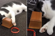 親友を失った猫、遺灰の入った箱に顔をすり寄せる