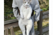 【悲報】日本人さん、ウキウキで「猫リュック」買うもとんでもない偽物が届いてしまう