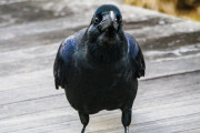 【画像】至近距離でカラス撮れたｗｗｗｗｗｗｗｗｗｗｗｗｗｗｗ