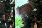 ビックリ！知らない間にコアラが家の中に侵入してクリスマスツリーにのぼってた！（オーストラリア）