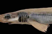 専門家も唖然、イタリア近海で「皮膚のないサメ」が発見される！気候変動による突然変異か