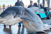 【画像あり】500Kg超の巨大サメ、駆除されるｗｗｗｗｗｗｗｗｗ