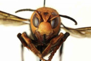 外来オオスズメバチまた見つかる、おそらく越冬した女王バチ　営巣の可能性　米国ワシントン州