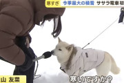 柴犬さん、テレビのインタビューを受ける