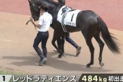 新馬断然人気で６着レッドラディエンス、怒りの連闘！コスモス賞に登録