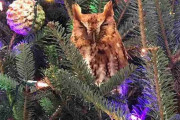 10歳の娘「ママ、クリスマスツリーの飾りが動いたの！」 → 野生のフクロウが混じっていたｗｗｗ