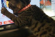 うちの猫はテレビの画面上のポインタに食いつくｗ