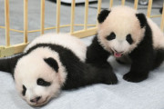 上野の双子パンダ、名前決まる　雄はシャオシャオ、雌がレイレイ