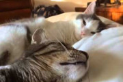 【ねこ動画】ねこの朝、こねこのおなら ほか【再】