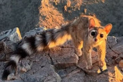 アライグマの尻尾とネコ科っぽい顔立ちが特徴の動物「カコミスル」と日中に出会える奇跡