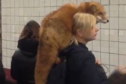 【動画】ロシアで地下鉄を待つ美少女の肩に乗ってる子狐が可愛いと話題に