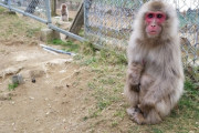 サルの檻を壊して、70頭いたサル全部を逃がした高校生を逮捕。千葉県富津市の高宕山自然動物園