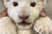 生まれて間もないホワイトライオンの赤ちゃん「肉球がけしからん！！」