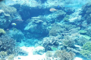 【画像】昨日美ら海水族館行くか迷ってた者だけど
