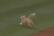 【ＭＬＢ】 このカメラマンは優秀だ！ グラウンドに乱入した猫が客席に飛び込んだ → さすがプロですね…