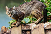 【英国】猫はみんな気難しい？　英研究、人間の性格診断適用