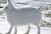 【画像】北極のウサギ、脚が長すぎるｗｗｗｗｗｗｗｗｗｗｗｗ