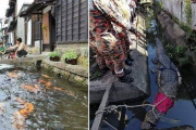 外国人「日本とマレーシアの排水溝にいる生き物を比較してみた(笑)」