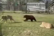 でっかいネコはちょっと休憩する。オオカミはクマに追われている！ → 仲良しな３匹はこんな感じ…