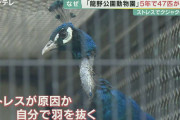動物園で「5年間で動物47匹」が死亡　ストレスが原因か…クジャクも羽を自ら抜いてしまうほど