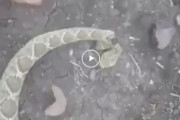 【衝撃】死んだガラガラヘビが人に噛み付く映像が海外で話題に　