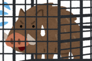 つくばで巨大イノシシ捕獲される [844481327]