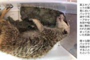 【画像】ゆうパックで輸送されたミーアキャット、悲惨な末路を迎える・・・