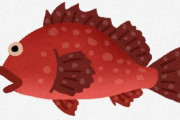 【アラカブ】鹿児島大学の大院生が国内初のカサゴ発見　１００年の歴史覆す