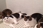 【ねこ科画像】お風呂の蓋の上に集合！、注意！目が光ってます！、日陰のふかふかにゃんこ ほか【再】
