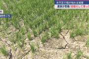 水不足が米農家を直撃「2週間も田に水が入っていないから今年は諦めた」