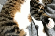【ねこ画像】三毛診断、箱入りねこ、風船とねこ ほか【再】