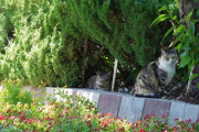 【ねこ画像】公園のねこ、神社のねこ ほか【再】