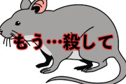 【閲覧注意】ネズミ「ｼﾃ…ｱ…ﾓ…ｺﾛｼﾃ…ﾓｳｺﾛｼﾃｸﾚﾒﾝｽ」