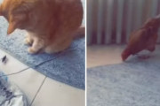 猫「ゴキブリ退治？興味ないね」人間「やれやれ…」鶏「お任せください、パク―！」