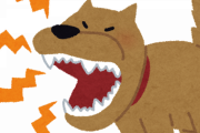 知り合いの犬がずっとガルガル言ってくるので、嫌われているかと思い距離を置いていた→怒っていたのはまさかの理由だったｗｗｗｗｗ