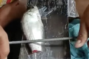 【動画】小魚の中身を棒で絞り出す技。これどうなってんの。何してんの？