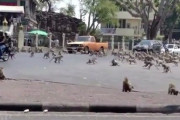 【動画】コロナで観光客の消えたタイで猿の大群が餌を求めて暴走ｗｗｗｗｗｗ
