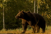 【画像】ルーマニアってすげえクマと向き合った国なんだな