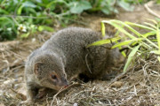 人間のエゴで連れてこられた外来生物マングース、根絶ｗｗｗｗｗｗｗ