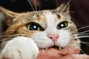 猫ってたまに本気で噛むよな