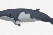 日本の食卓からクジラ肉が消えた ← なぜ？