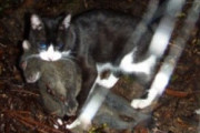 【在来種保護】税金で猫3000頭が殺処分される？　奄美大島の”ノネコ管理計画”に動物保護団体が猛反発