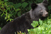 【悲報】クマによる人身被害、最悪ペース…東北中心100人超