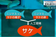 ニジマス、人間により鮭の卵を産み続けるように改造される