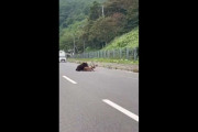 車道でヒグマがエゾシカの首元をくわえ林の方へ引きずっていくのを視聴者が撮影〈北海道・羅臼町〉