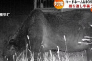 【悲報】北海道最強のヒグマ『OSO18』が牛57頭を死傷させて、2年間逃走中、罠も一切効果なし
