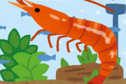 彡(ﾟ)(ﾟ)「エビって生じゃ食えないだろ」