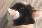 【子ネコ】 床に「筒」が転がっていた。ころろ～ん♪ → 子猫はこうなる…